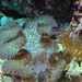 nyír-akvárium