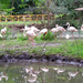 nyír-flamingók