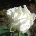 Fehér rózsa II