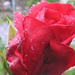 Eső után Róza