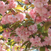 2015-04-23 206 Japán cseresznye