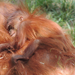 2015-04-27 163 Orangután kölyök