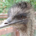 2015-05-08 038 Emu