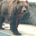 2015-08-03 015a Kamcsatkai medve