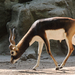 2015-09-17 162 Indiai antilop