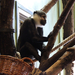 2015-09-17 224 Új cerkóf majom
