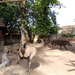 2015-09-17 042 Nandu és tapír