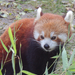 2016-11-21 261 Kis vörös panda