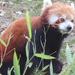 2016-11-21 268 Vörös panda ,vagy macskamedve