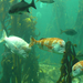 061 Cape Town Aquarium