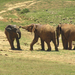 495 Addo elefántpark