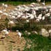 Állatkert - Flamingók