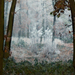 Lővér - zuzmarás erdő tündérrel