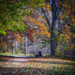 Alcsúti arborétum - őszi színek