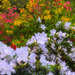 Jeli arborétum - Rhododendron - Simsii Planch - Luteum - Lady Cy