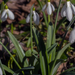 Alcsúti arborétum - Galanthus fosteri - Levantei hóvirág