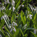 Alcsúti arborétum - Galanthus plicatus - Krimi vagy redőslevelű