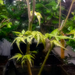Acer palmatum - Ujjas juhar