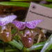 Orchidea - Phalaenopsis pulcherrima