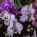 Orchidea - Phalaenopsis - Lepkeorchidea