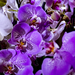 Orchidea - purble phalaenopsis amabilis