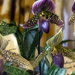 Orchidea - Paphiopedilum Wiener Melange