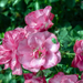 Rosa gallicia versicolor - Parlagi rózsa