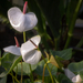 Vácrátót - Flamingó virág - Anthurium scherzerianum Schott