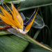 Vácrátót - Pompás papagájvirág - Strelitzia reginae Banks