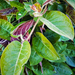 Sajt növény - Paederia lanuginosa