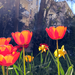 Nagyvárosi tulipánok