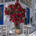 Mykonos - Murvafürt - Bougainvillea