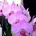 orchidea (Phalaenopsis Chih Shang's Stripes)