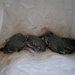 Barázdabillegető (Motacilla alba) fiókák