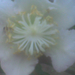 Önporzós kiwi virága