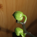 Phalaenopsis 'Brother Little Spotty' bimbók