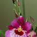 Miltonia Martin Orenstein 'Shirley P.'