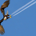eagle-perfect-timing