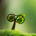 praying-mantis-bike