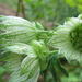 Völgycsillag Astrantia major1