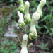 Farkasölő sisakvirág Aconitum vulparia