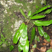 Gímpáfrány Asplenium scolopendrium