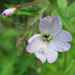 Kisvirágú fűzike Epilobium parviflorum