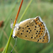 Barna tűzlepke Lycaena tityrus