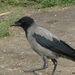 Dolmányos varjú Corvus cornix