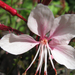 Rózsaszín gyertyavirág