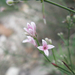 Ebfojtó müge (Asperula cynanchica)