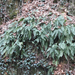Édesgyökerű páfrány-Polypodium vulgare1