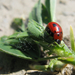 Lucernabogár (Phytodecta fornicata)