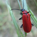 Nagy bíborbogár (Pyrochroa coccinea)